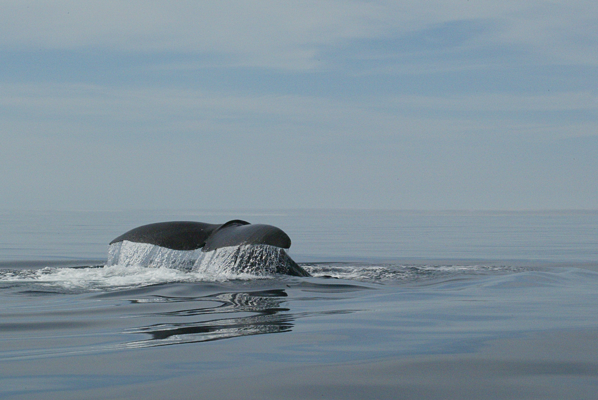This is an image of a sperm whale fluke.